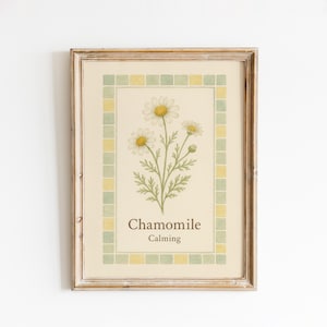 Kamille Botanisches Poster - Beruhigendes gelbes Kraut Wandkunst