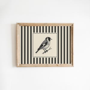 Plakat vintage z ptakiem Finch – czarno-biały grawerunek z paskami