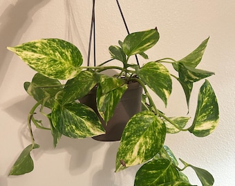 6” Golden Pothos