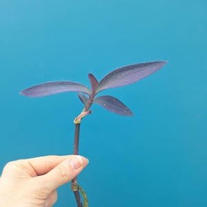 purperhartplant (Tradescantia pallida) met wortels.