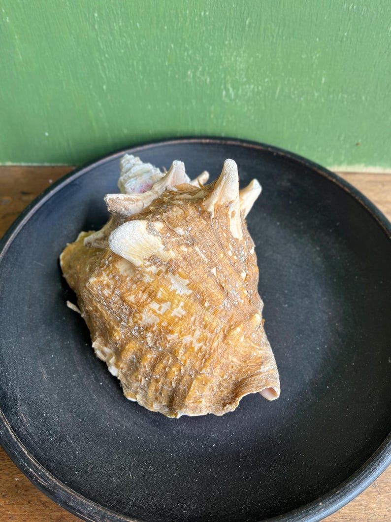 Cream Conch Shell Queen Conch Sea Shell: Natural Beach Decor, 9 Inches - Etsy