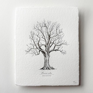 May include: Black and white line drawing of an English oak tree, Quercus robur, with bare branches. The drawing is on a white background with the text "Quercus robur ENGLISH OAK" and "28/28" in the bottom right corner.