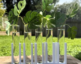 S-Curve Propagation Station: Modern Hydroponic Planter with 5 Glass Vials