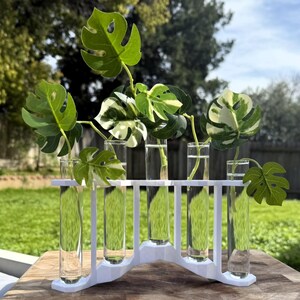 May include: A white metal test tube rack with six clear glass test tubes filled with water and variegated monstera plant cuttings.