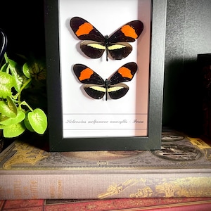 May include: A framed display featuring two butterflies with black wings, orange wing tips, and yellow and white markings. The butterflies are mounted on a white background within a black frame. The text "Heliconius melpomene amaryllis - Peru" is visible.