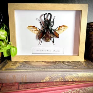Peut inclure: Un spécimen d'insecte encadré, probablement un coléoptère, avec des ailes déployées, présenté sur fond blanc. L'insecte est brun et noir, avec des ailes beiges. Le cadre est en bois clair. Le texte "Dorcus taurus taurus - Pumatra" est en dessous.