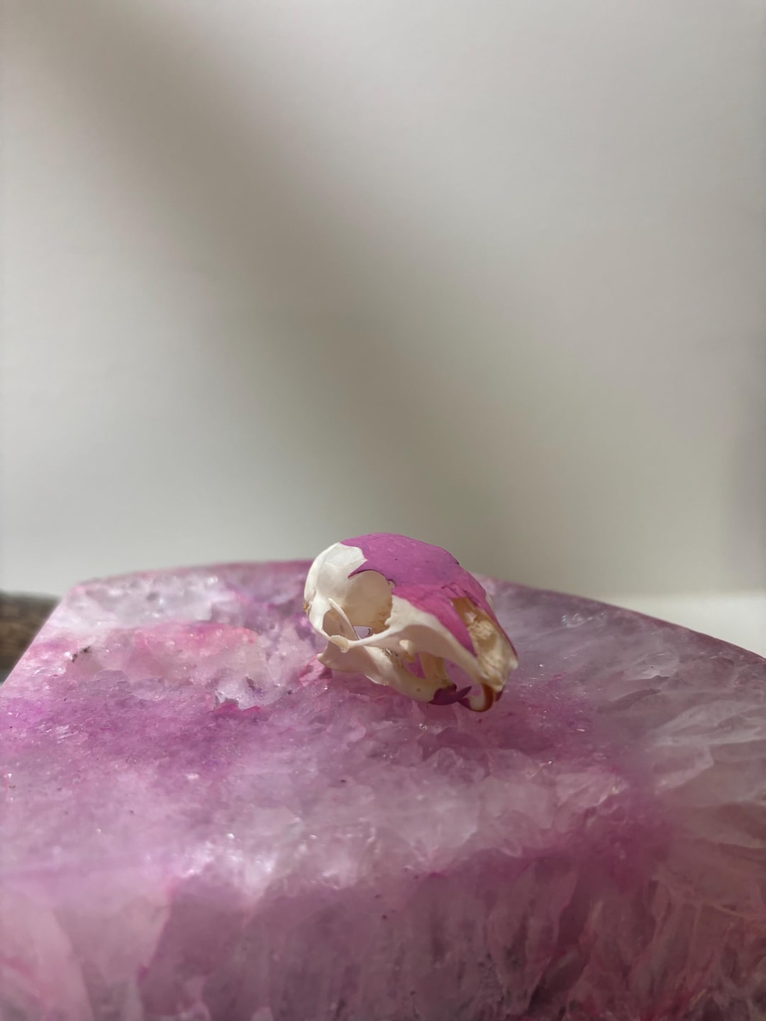 Chipmunk Skull War Paint Design - Etsy