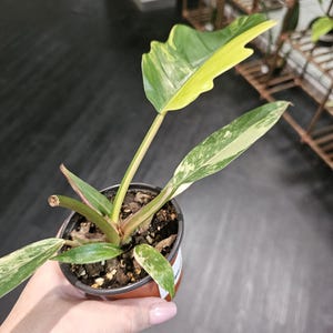 Philodendron Carmel Marble 4&quot;