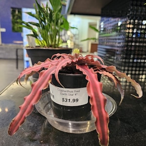 Cryptanthus Estrella de Tierra Roja de 4&quot;