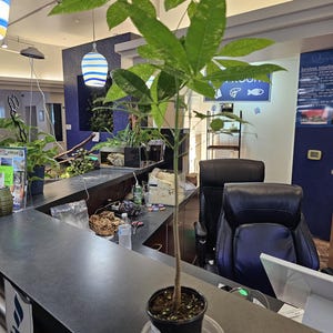 Pachira Verigated Money Tree 4&quot;