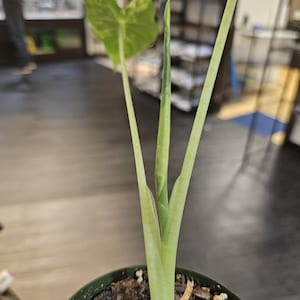 High Variegation Alocasia Frydek 4&quot;
