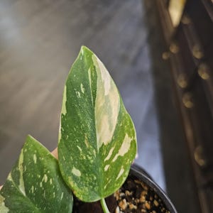 Hoher weißer Philodendron weißer Zauberer 10 cm