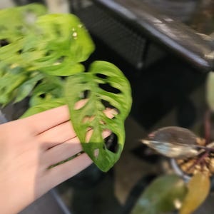 Monstera Adansonii Schweizer Käse 15 cm