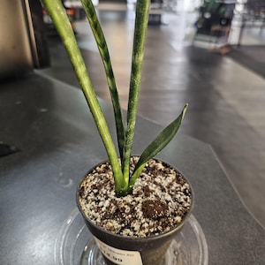 Sansevieria Mikado 4&quot;