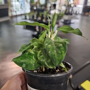 Aglaonema Pictum Tricolor 4&quot;