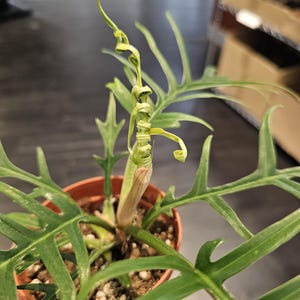 Philodendron Tortum 4&quot;