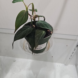 Philodendron Micans 4&quot;
