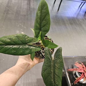 Alocasia Scalprum 4&quot;