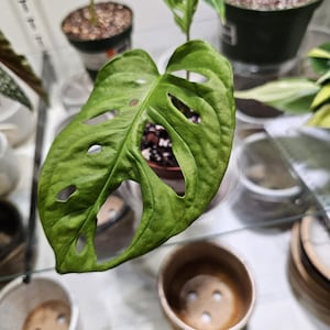 Monstera Adansonii Schweizer Käse 10 cm
