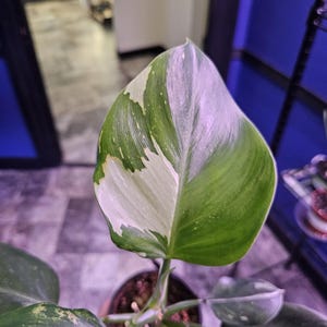 Philodendron White Wizard 4&quot; High White Variegation
