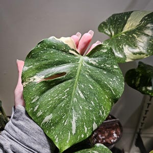 High Variegation Monstera Thai Constellation 6&quot;