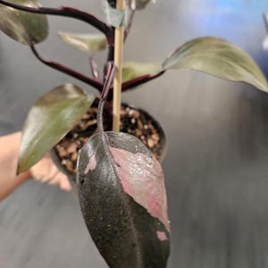 Philodendron Pink Princess 6&quot;
