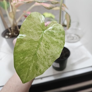 Alocasia Microrrhiza bunt gemischt