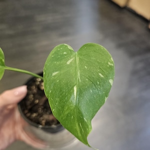 Monstera Thai Constellation 4&quot; High Variegation