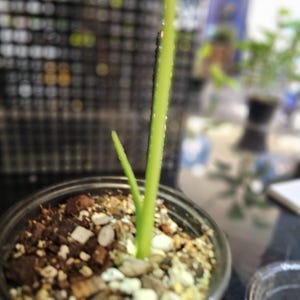 Philodendron Paraiso Verde 6&quot;