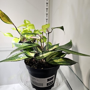 S)ホヤ ポットオブゴールド Hoya Pot of Gold - Aroid Nursery