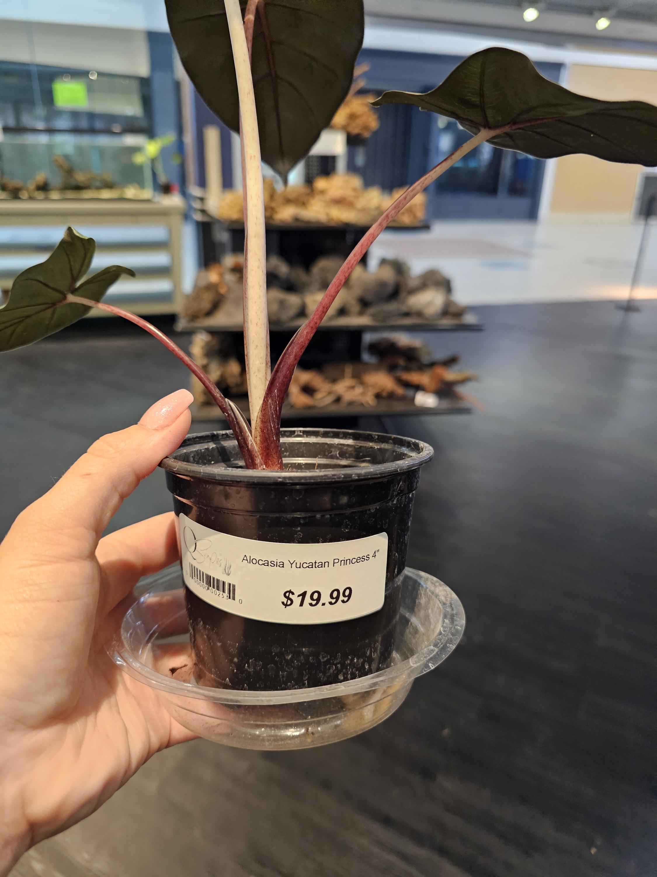 アロカシア ユカタンプリンセス オーレア 2025年最新】ユカタンプリンセスの人気アイテム - メルカリ