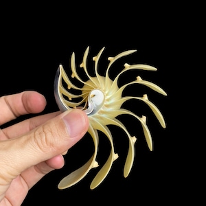 Noyau Nautilus Shell coupé à la main | Décor de coquillages naturels de 4 à 5 po. | Décoration sur le thème de la plage, cadeau océan, collection côtière