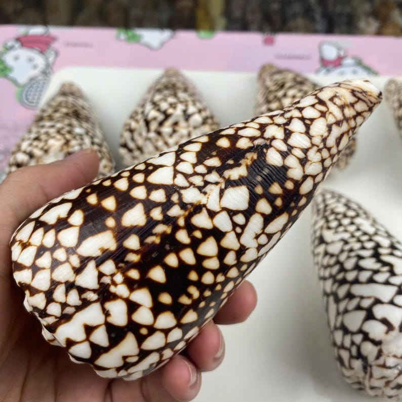 Large Marble Cone Shell Collection: Unique Patterned Seashells - Etsy