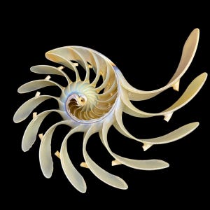 Pode incluir: Uma secção transversal de uma concha de nautilus, mostrando sua intrincada estrutura em espiral. O interior da concha revela uma série de câmaras, com um gradiente de cores que vai do creme ao dourado. O fundo é preto, realçando a forma delicada.