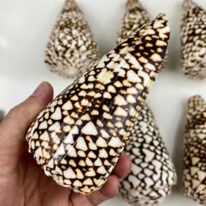 Könnte beinhalten: Eine Sammlung von Kegelschnecken mit einem braunen und weißen Muster. Die Muscheln sind an einem Ende spitz und haben eine glatte, glänzende Oberfläche.