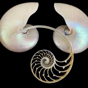 Puede incluir: Imagen detallada de tres conchas de nautilus sobre un fondo negro. Dos conchas completas se sitúan en la parte superior, con una sección transversal de una tercera concha en la parte inferior, revelando su estructura en espiral. Las conchas tienen un brillo nacarado.