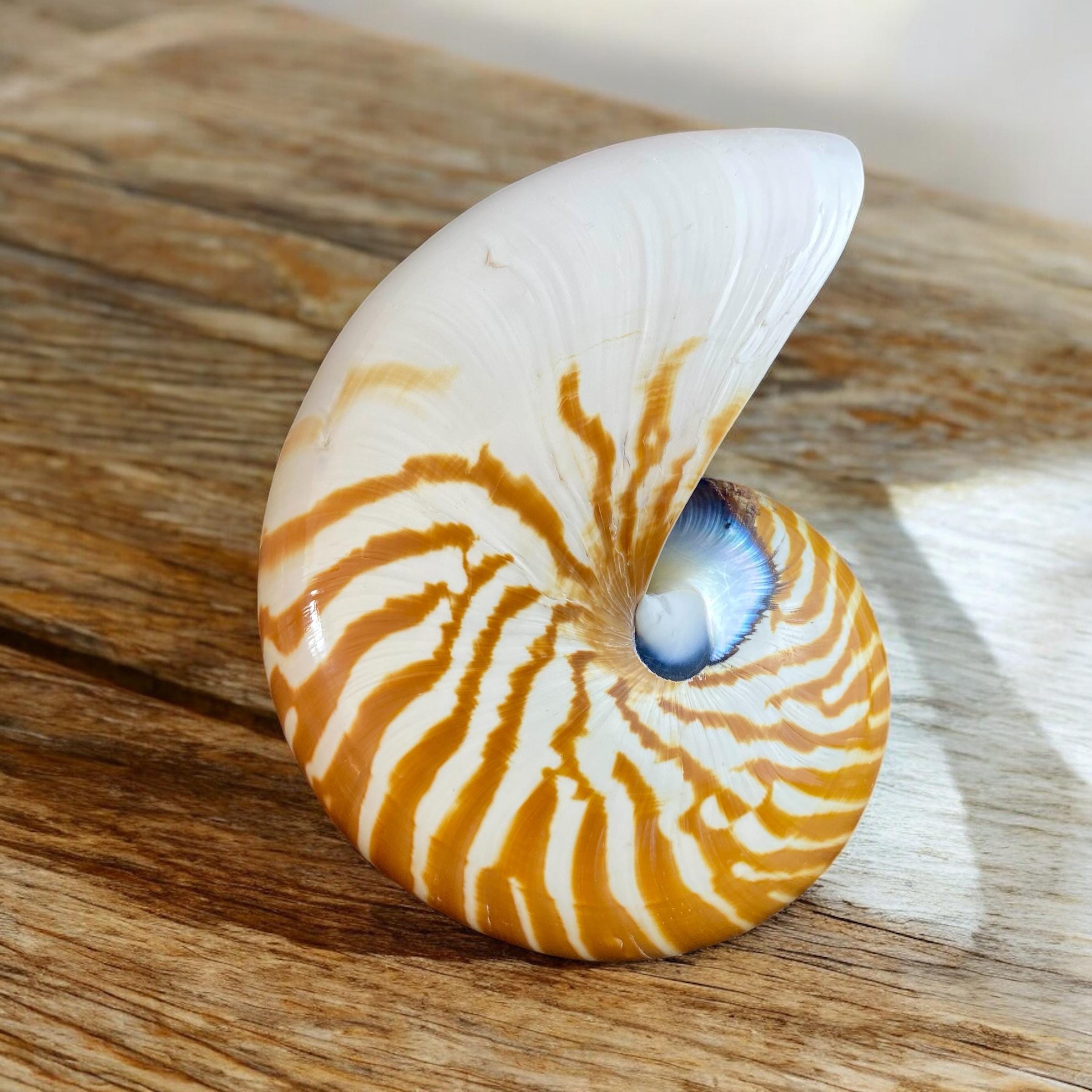 Nautilus Shell Cut in Half Curiosity Cabinet Decor (15 - 18cm ...