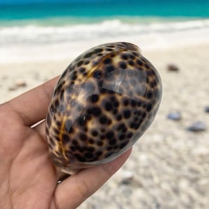 Seashells Tortoise cowry shell coastal decor (3.5inches), Chelycypraea Testudinaria shell collection, Leopard Cowrie Seashell nautical decor