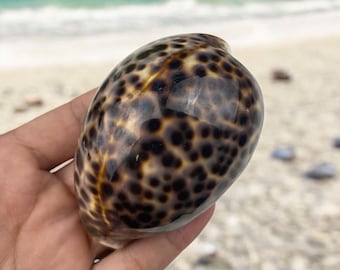 ヒョウタカラガイの貝殻、海の貝殻、貝殻、工芸品の装飾、天然の