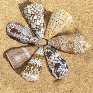 Può includere: Sette conchiglie disposte a cerchio sulla sabbia. Le conchiglie presentano una varietà di motivi e colori, tra cui marrone, bianco e beige. Le conchiglie sono a forma di cono e hanno trame uniche.