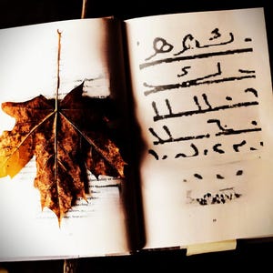 Peut inclure: Gros plan d'un livre ouvert avec une feuille brune séchée sur la page de gauche. La page de droite comporte des marques d'encre noire et le numéro 23 imprimé en bas.