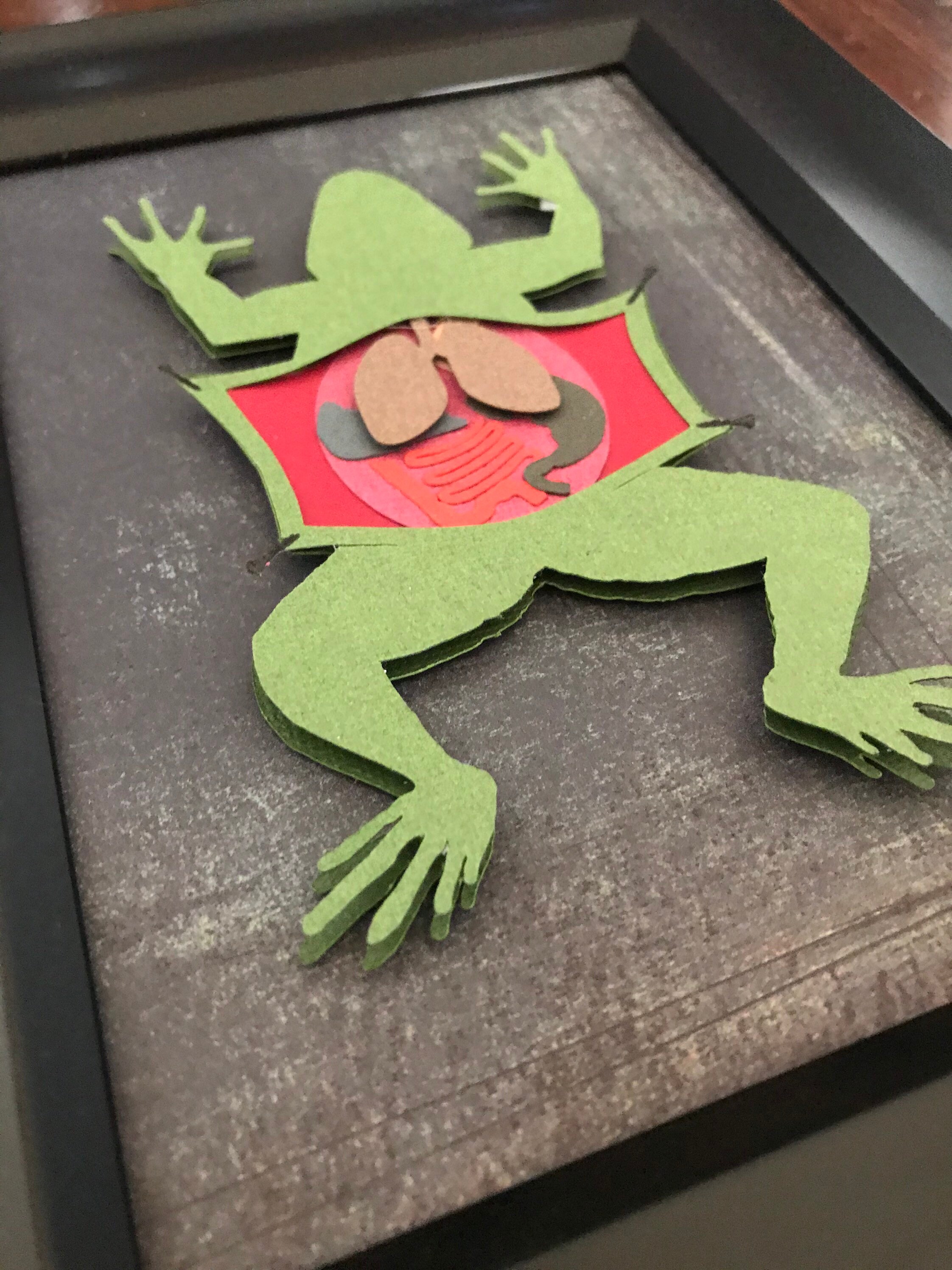 3D paper cut frog dissection paper art | Etsy