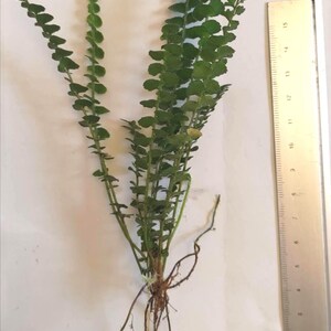 Nephrolepis cordifolia duffi 'Butterfly' Lemon Button Fern House Indoor Plant Bare Root Easy Green Terrarium