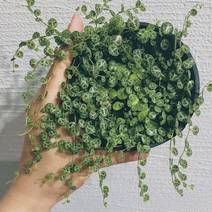 2x String of Turtles Unrooted Cuttings Peperomia prostrata Rare House Indoor Hanging Plant Terrarium