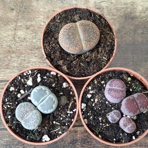 May include: Three small round terracotta-coloured pots containing living stone succulents. One pot holds a single tan and brown patterned plant, another holds two light grey textured plants, and the third holds four small purple and brown plants.