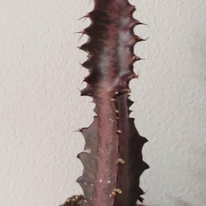 Rare Euphorbia trigona 'Ruby' African Milk Tree Cathedral Cactus Succulent Easy House Indoor Plant
