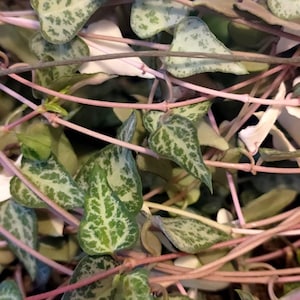 May include: A Ceropegia woodii plant featuring numerous heart-shaped leaves with variegated green and silver patterns. The foliage is connected by thin, light pink, vine-like stems that create a dense, tangled network of trailing greenery.