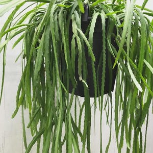 5x Lepismium bolivianum Indoor Succculent Unrooted Forest Cacti Cactus Trailing Easy Flowering House Plant