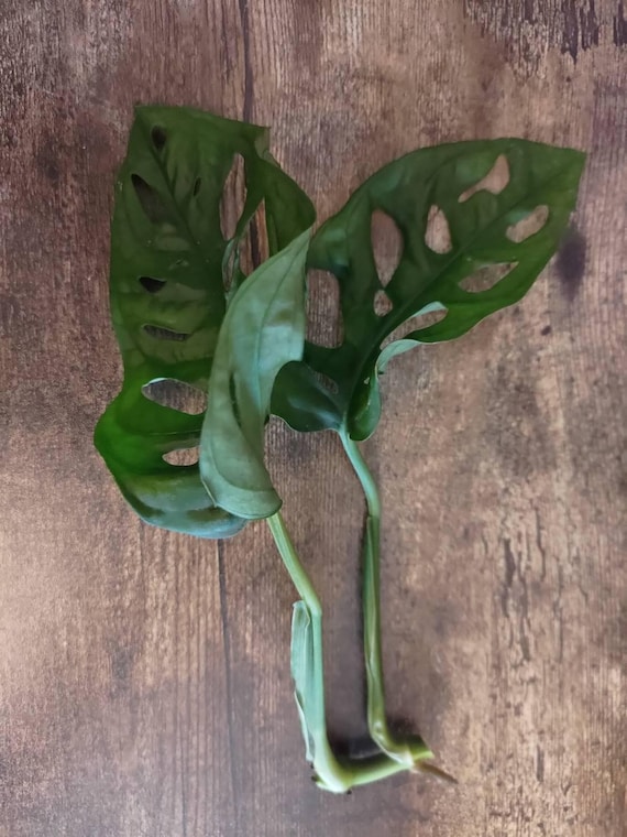 Monstera Adansonii 'monkey Mask' Climbing Swiss Cheese Vine Indoor Easy  House Terrarium Aroid Plant 2 Leaf Cutting Unrooted - Etsy UK
