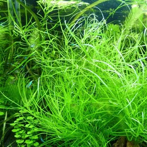May include: A close-up of aquatic plants, displaying bright green, thread-like leaves. The image highlights the dense growth of the plants, creating a textured, natural aesthetic. The plants are likely used for aquarium decoration.